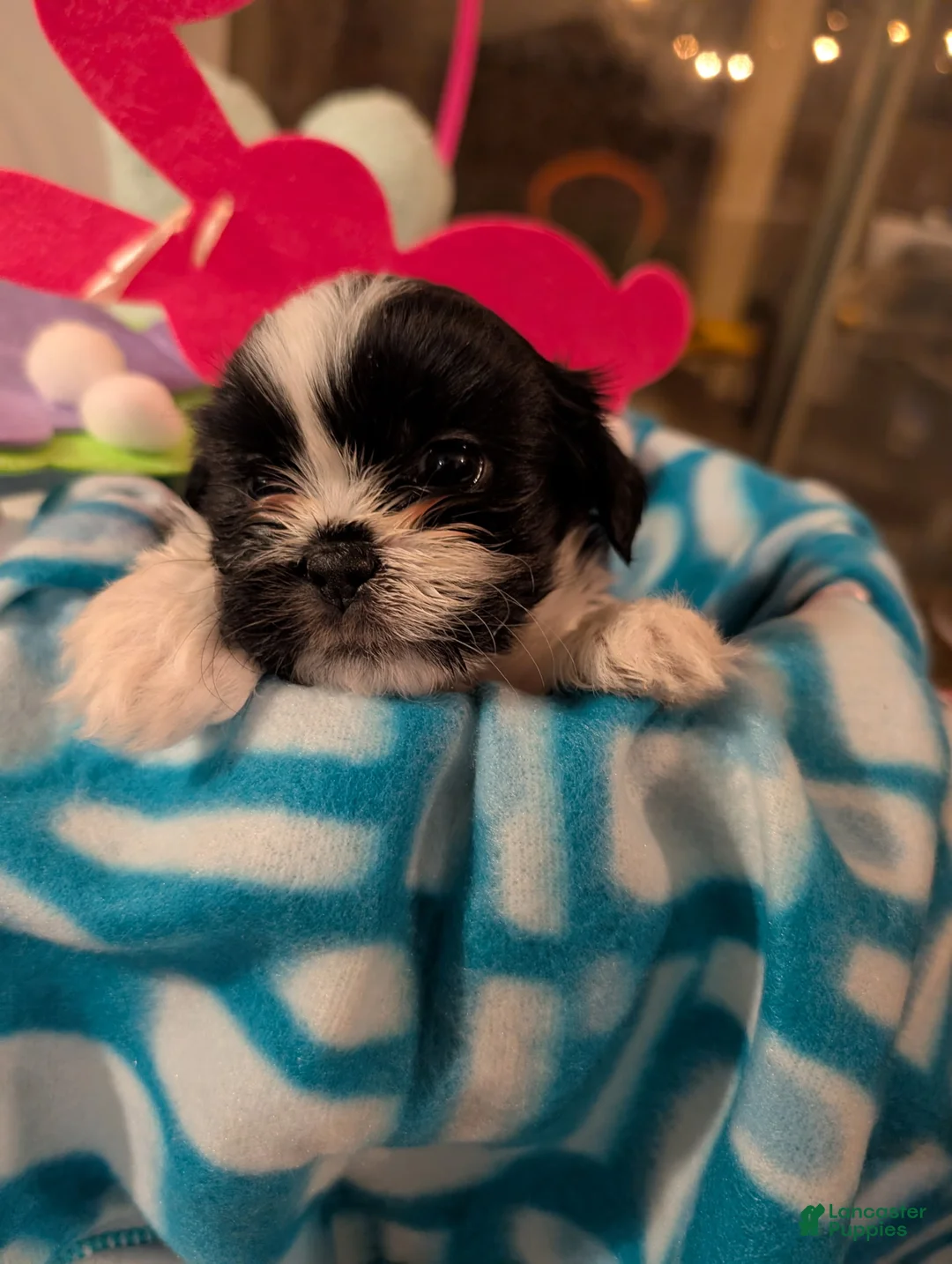 Malshi dogs for sale: Malshi Puppy 2 - Ad 1