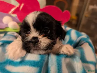 Malshi dogs Malshi Puppy 2 - Ad 9