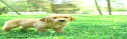 Golden Retriever dogs for sale: Pauper - Ad 2