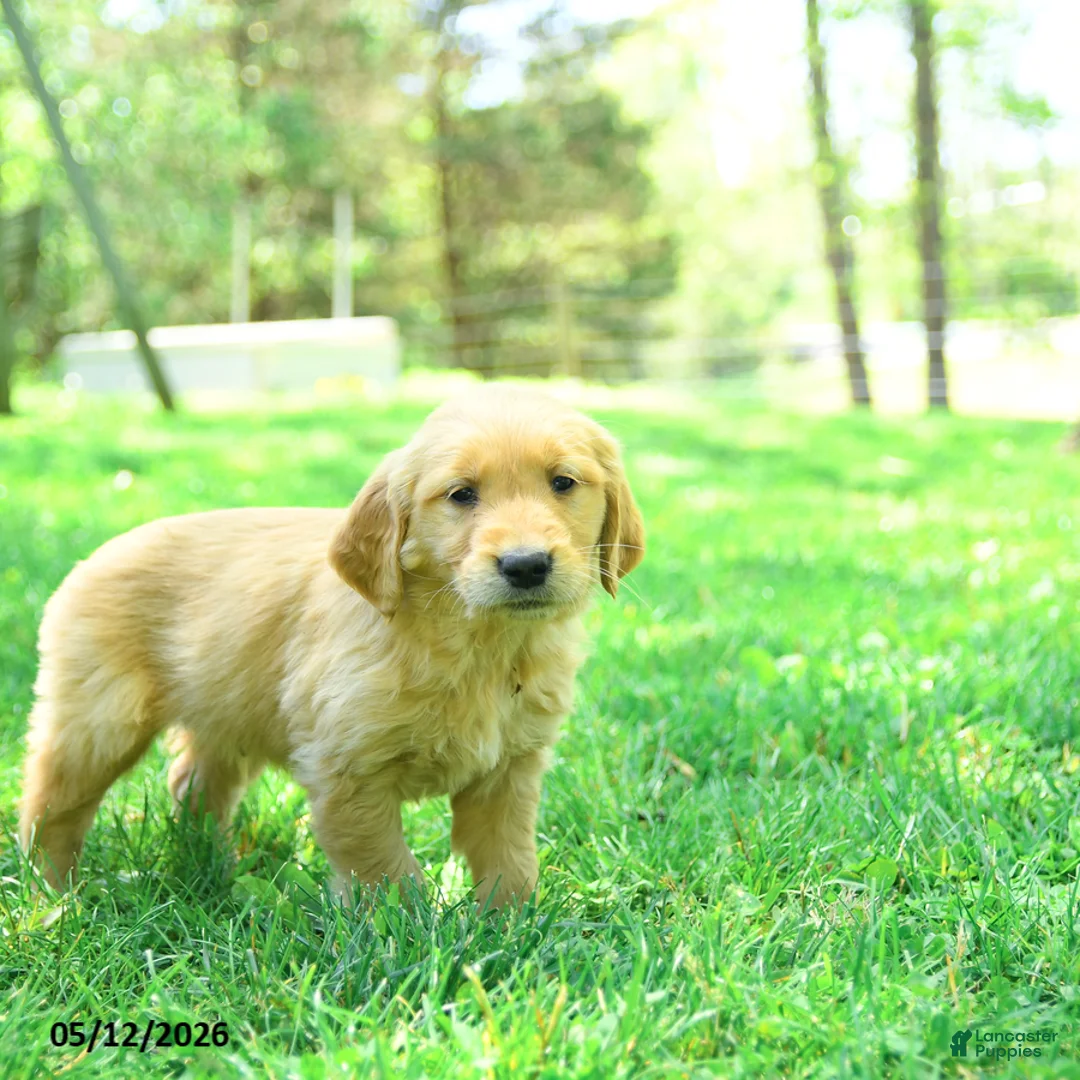 Golden Retriever dogs for sale: Pauper - Ad 2