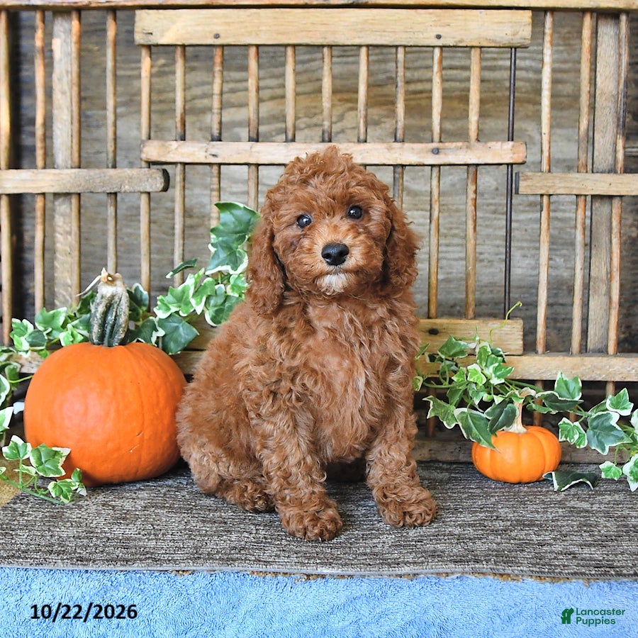 Mini Goldendoodle dogs for sale: Asher - Ad 1