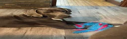 Great Dane dogs for sale: Flora - Ad 9