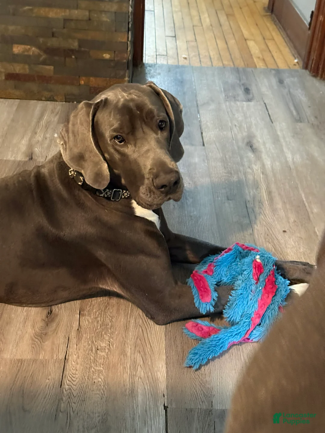 Great Dane dogs for sale: Flora - Ad 9