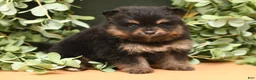 Pomeranian dogs for sale: Rita - Ad 2