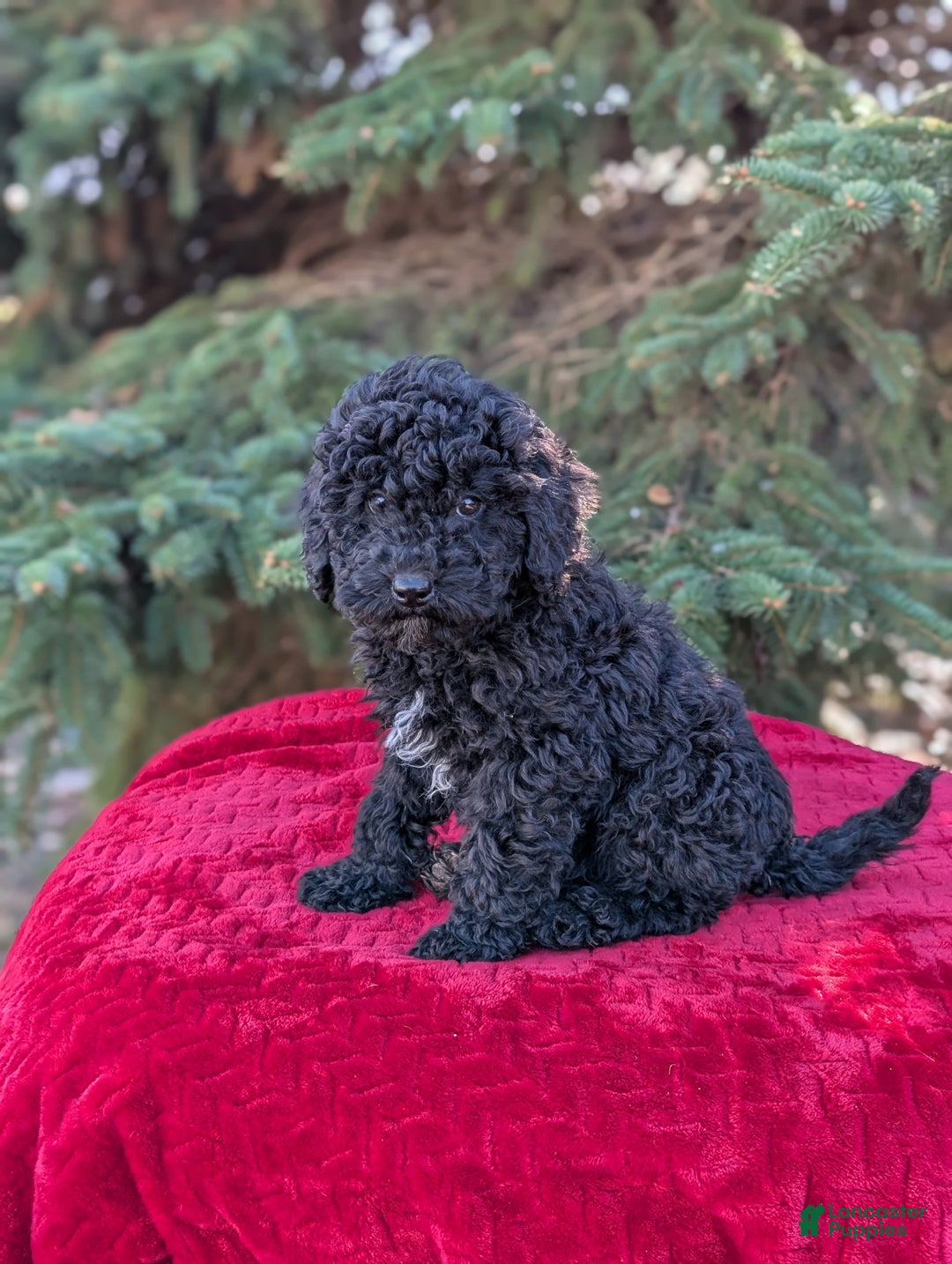 Shihpoo dogs for sale: Winston  - Ad 6