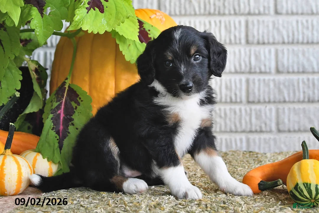 Mixed Breed dogs for sale: Brittney - Ad 2