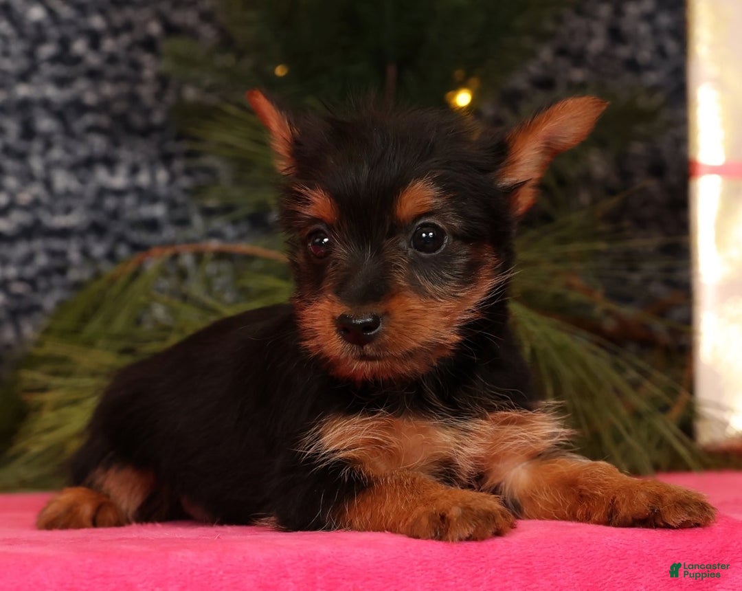 Yorkshire Terrier dogs for sale: Marsha - Ad 6