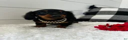Miniature Dachshund dogs for sale: Lucy - Ad 8