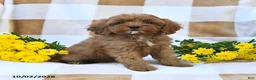 Cockapoo dogs for sale: Mabel - Ad 1