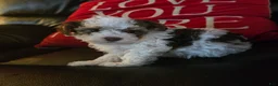 Havapoo dogs for sale: Chip - Ad 2
