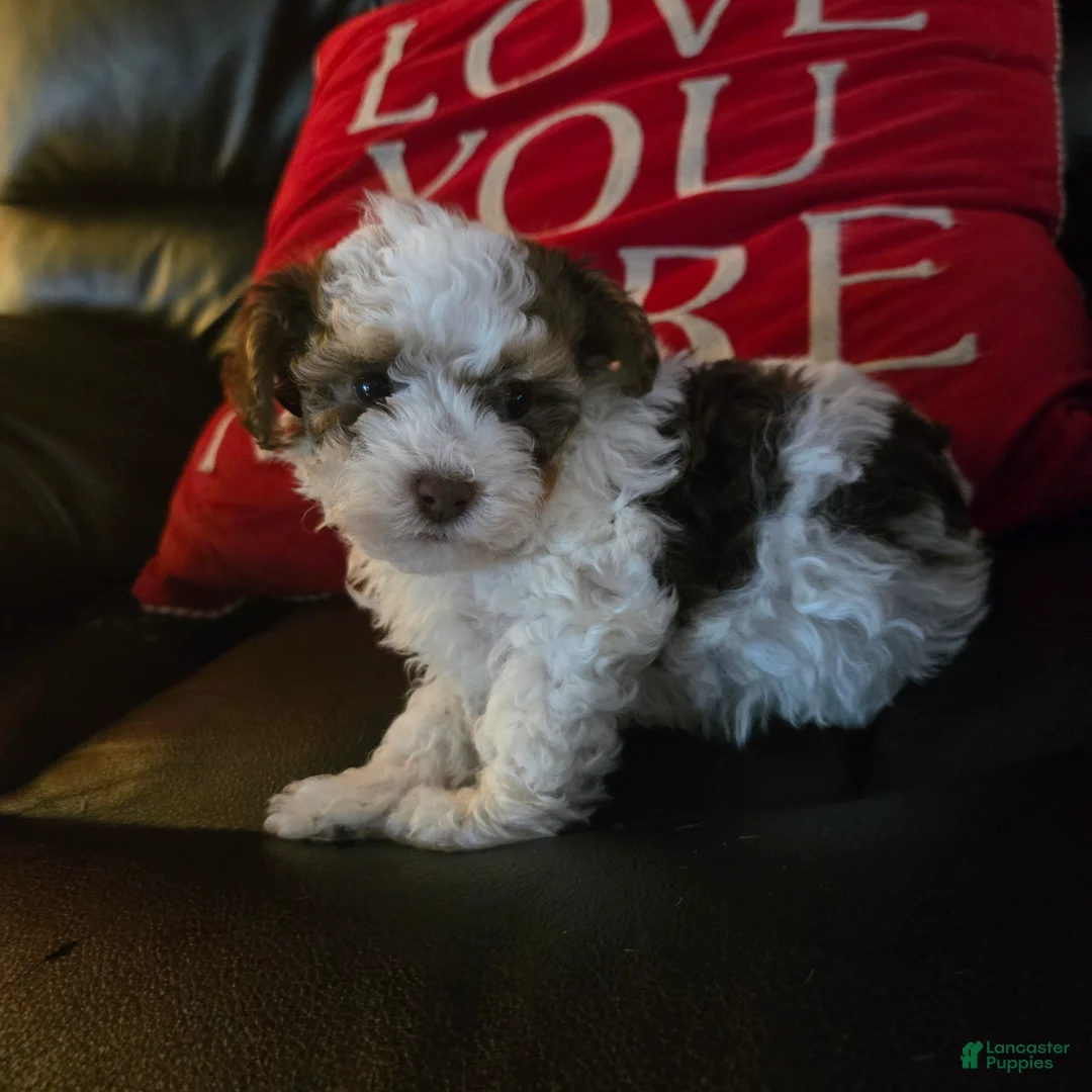 Havapoo dogs for sale: Chip - Ad 2