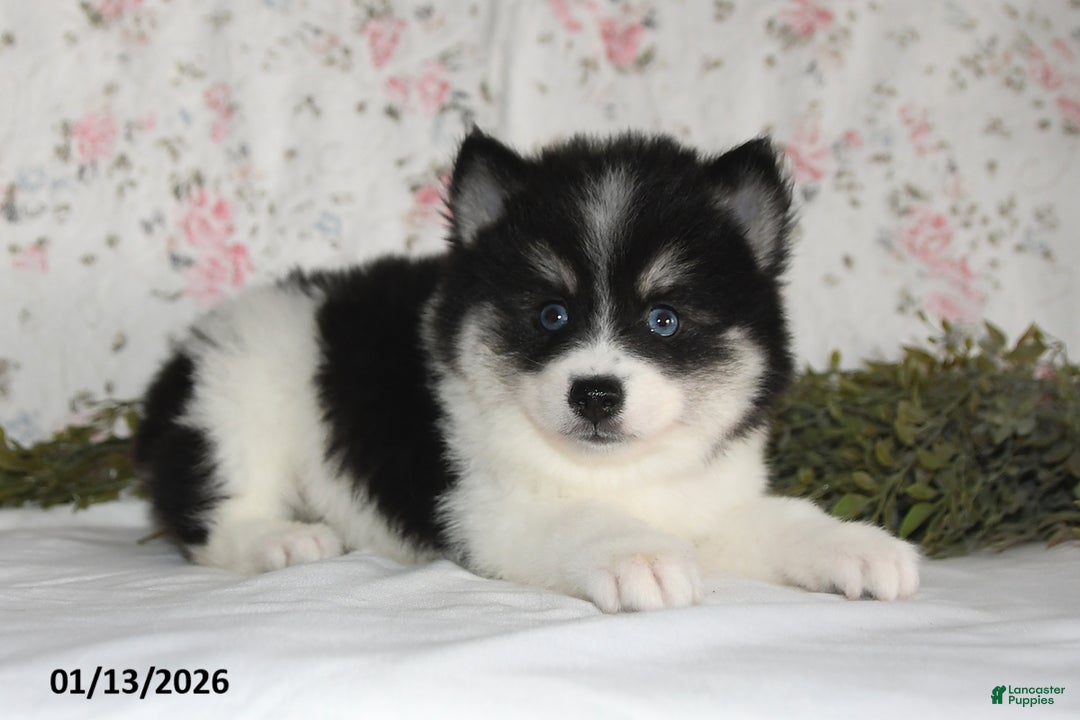 Pomsky dogs for sale: Kirk - Ad 3