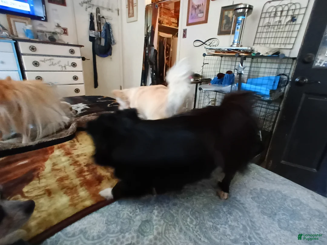 Chihuahua dogs for sale: Chihuahua 2 - Ad 1