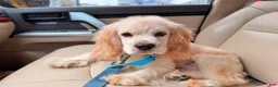 Cocker Spaniel dogs for sale: Cocker Spaniel Puppy 1 - Ad 9