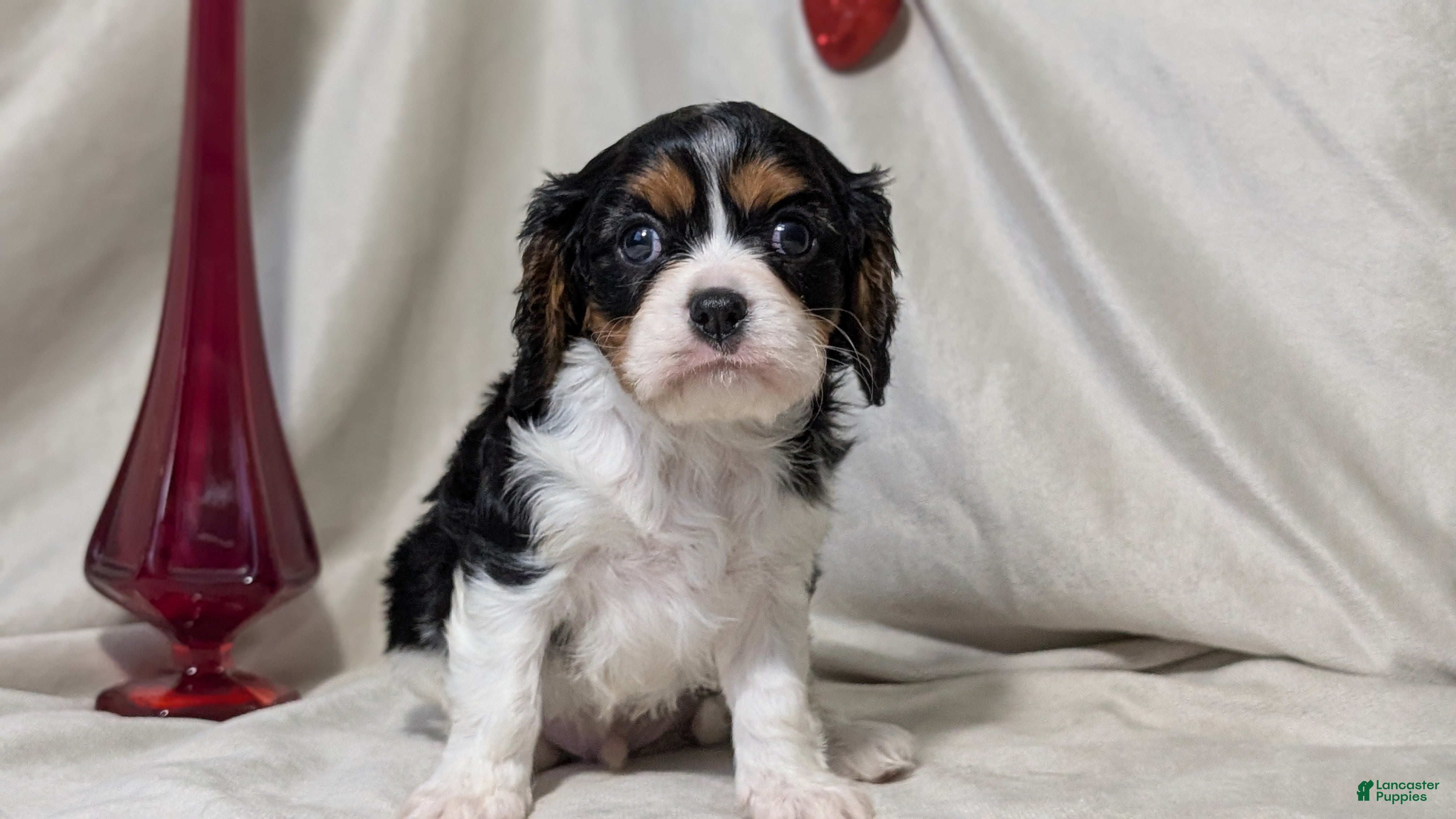 Cavalier King Charles Spaniel dogs Roscoe  - Ad 7