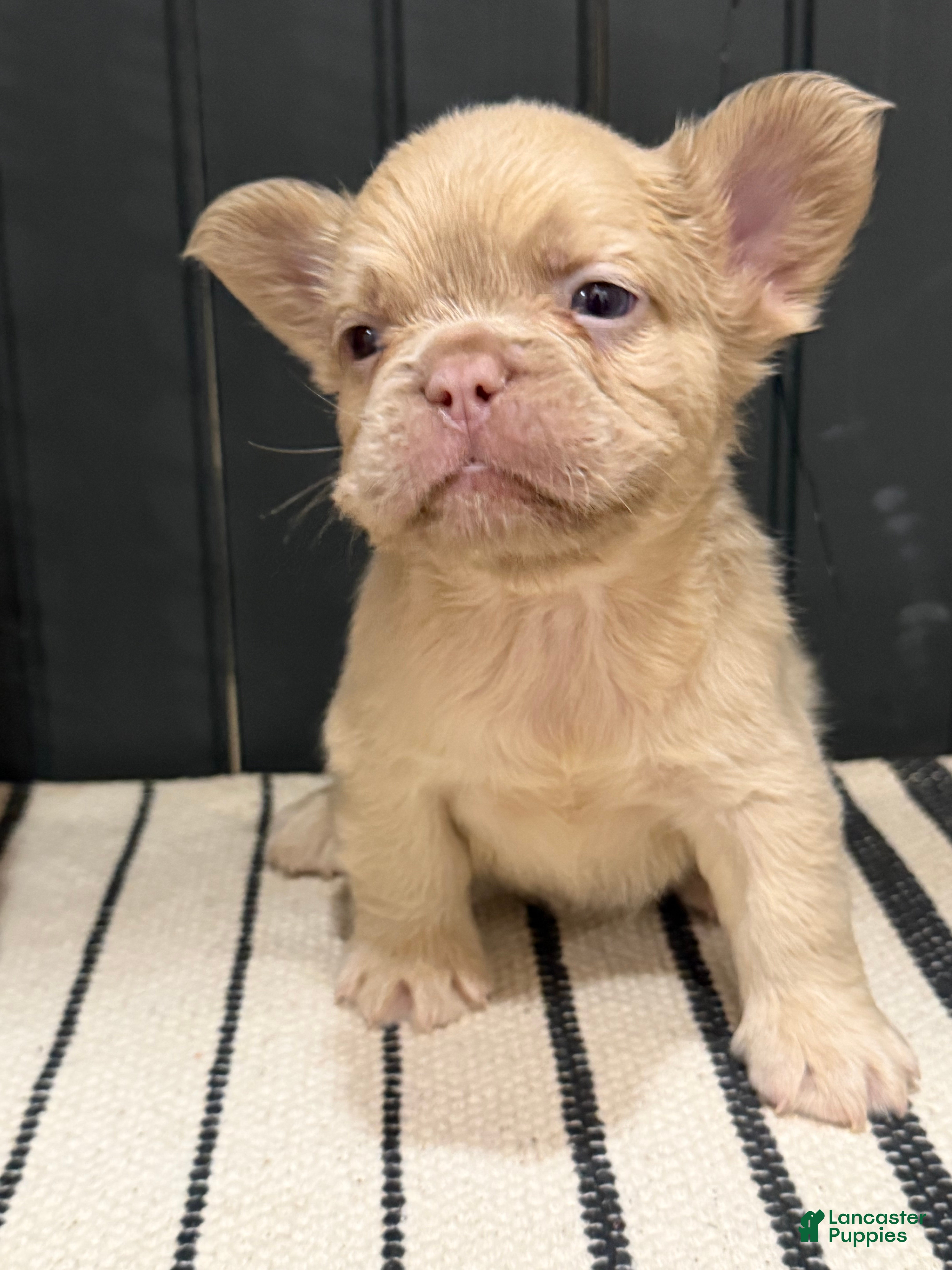 French Bulldog dogs King George - Ad 41