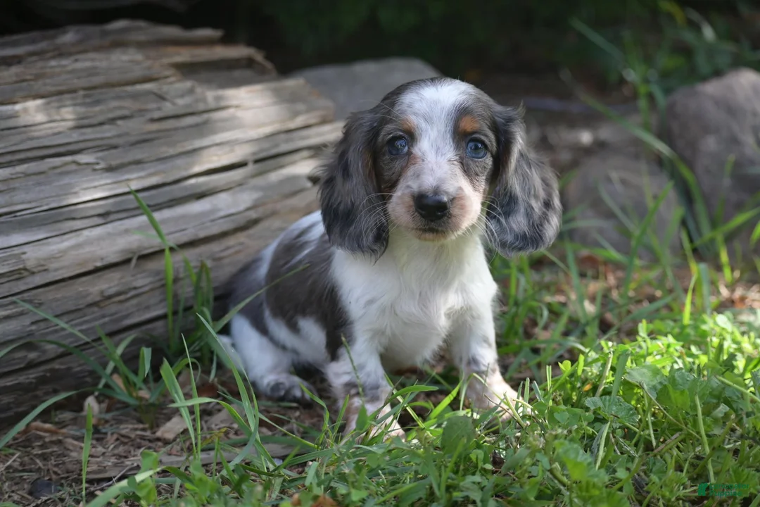 Miniature Dachshund dogs for sale: Dolly - Ad 1
