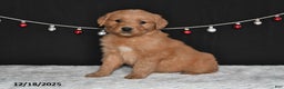Golden Retriever dogs for sale: Archie - Ad 4