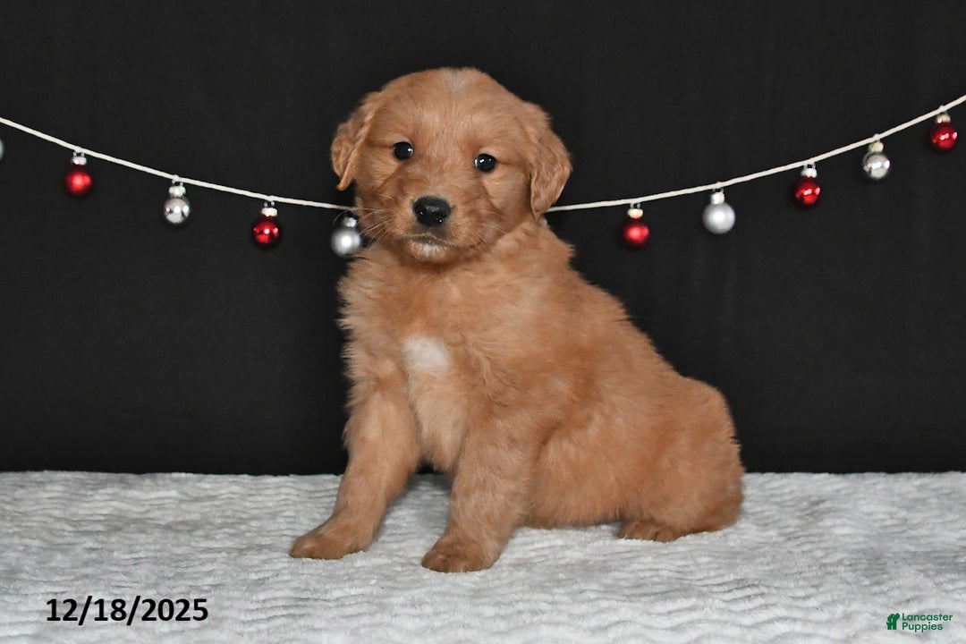 Golden Retriever dogs for sale: Archie - Ad 4