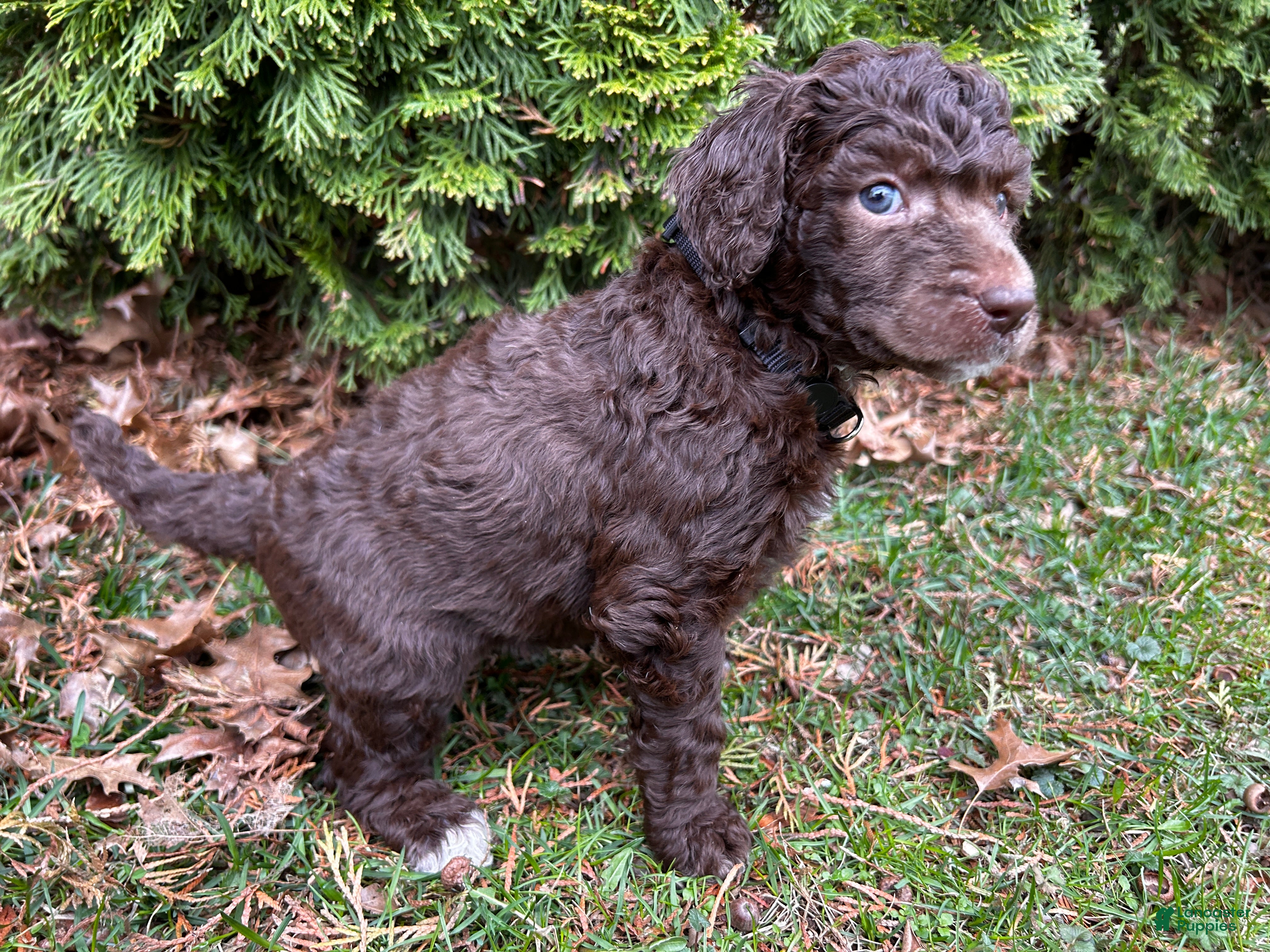 Standard Poodle dogs ⚓️Tide-AKC Standard🐩 - Ad 2