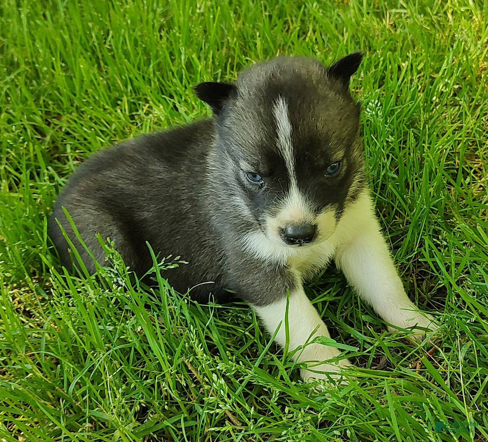 Siberian Husky dogs Sonya's male 3 - Ad 41