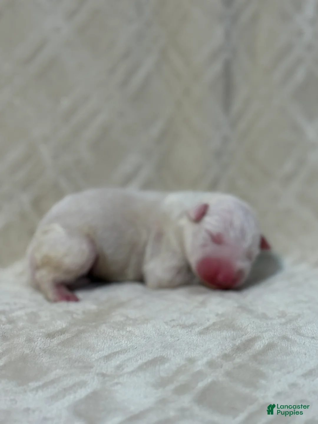 Bull Terrier dogs for sale: BOY 2 - Ad 1