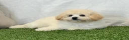 Bichpoo dogs for sale: Kylie  - Ad 11