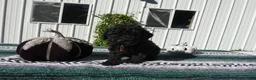 Mini Goldendoodle dogs for sale: Mini Goldendoodle 7 Riley - Ad 3