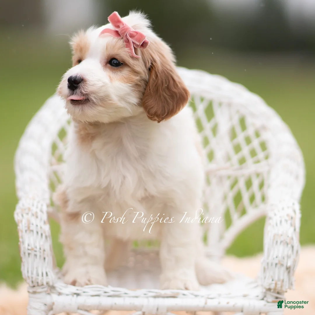 Mini Goldendoodle dogs for sale: Tinkerbell - Ad 2