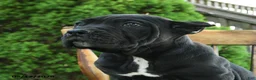 Cane Corso dogs for sale: Brigid - Ad 3