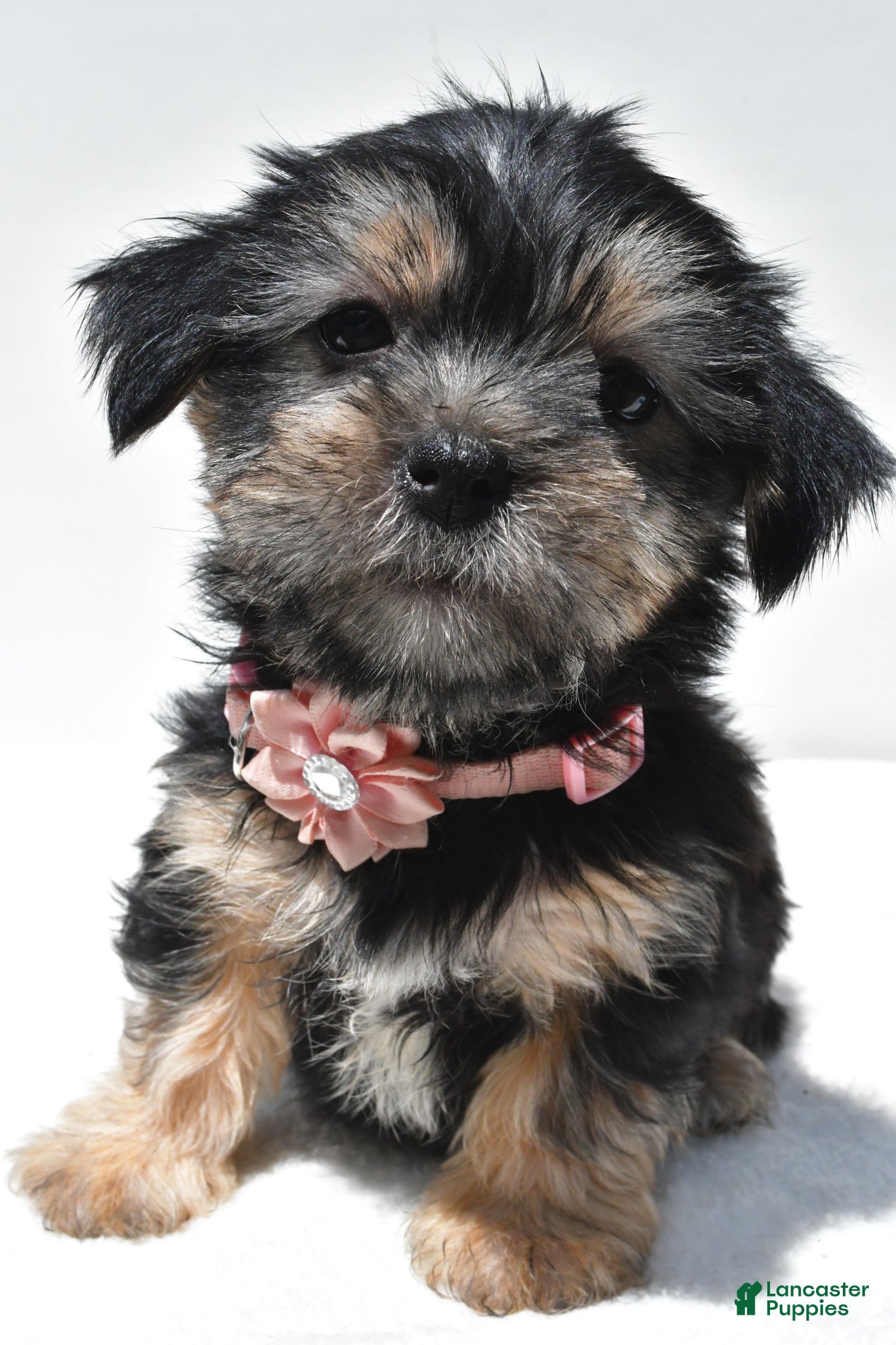 Shorkie dogs Piper - Ad 2