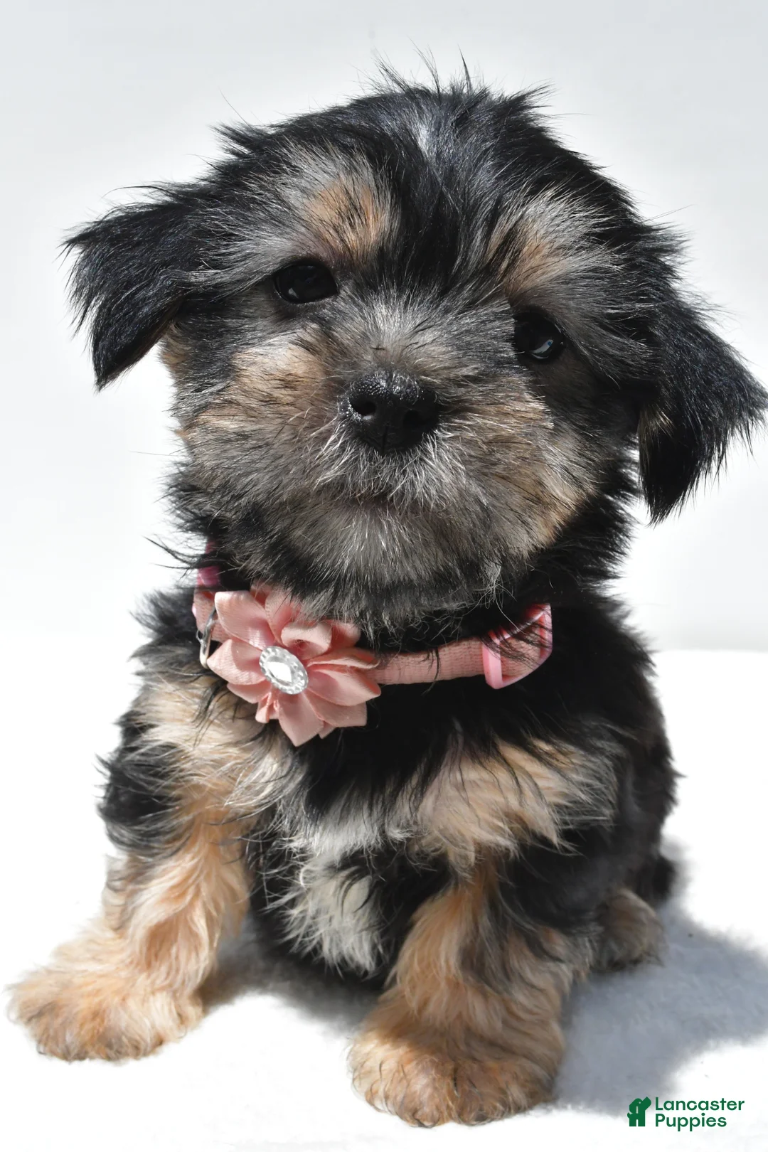Shorkie dogs for sale: Piper - Ad 2