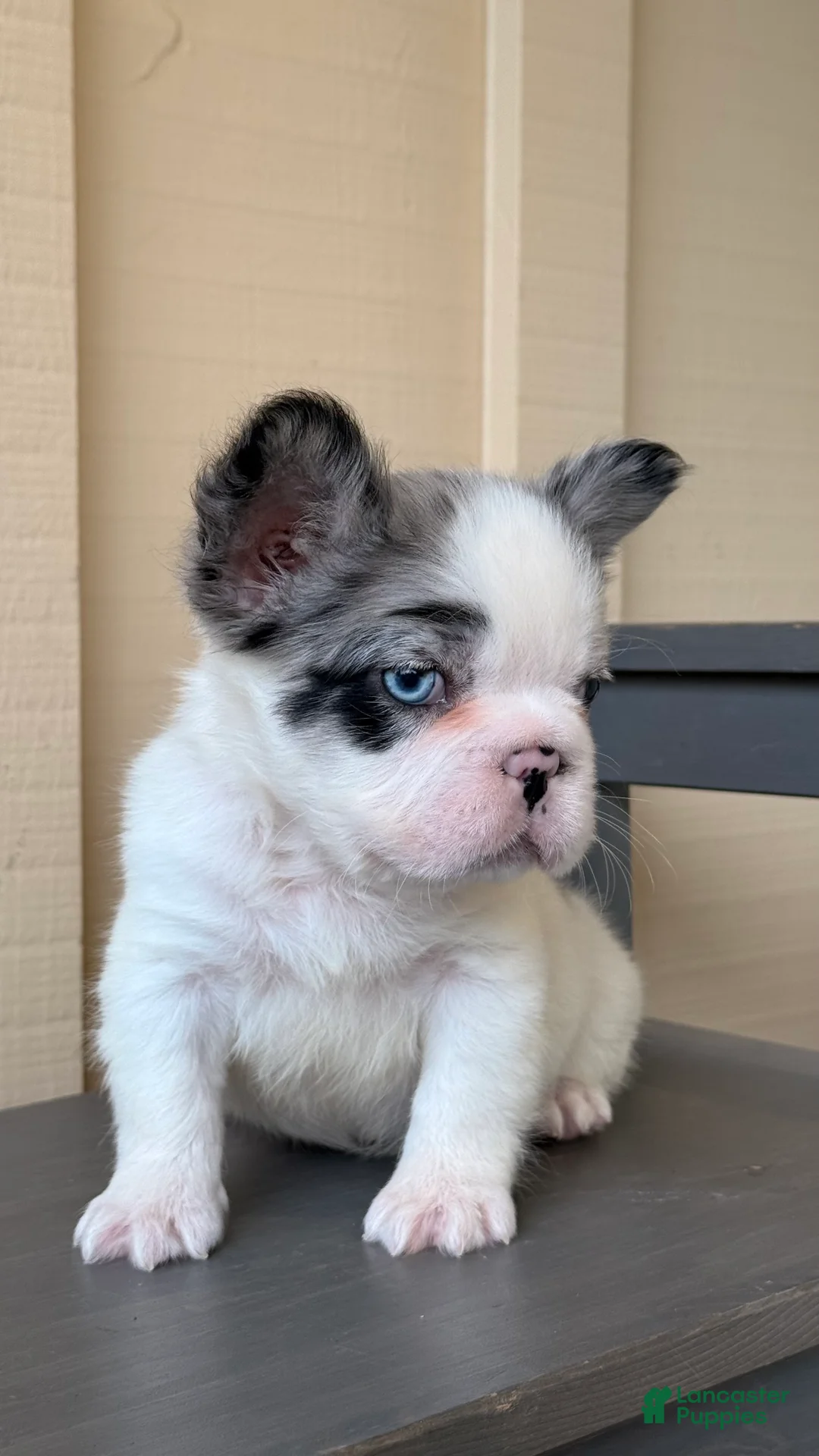French Bulldog dogs for sale: 💙Blue Pied Merle Male French Bulldog - Ad 2