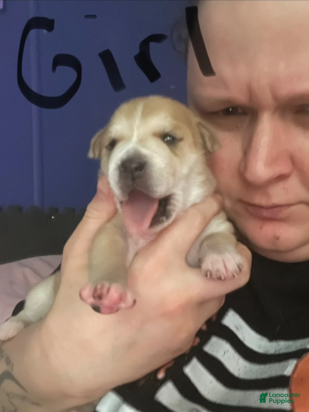 Mixed Breed dogs for sale: Mixed Breed 5 - Ad 1