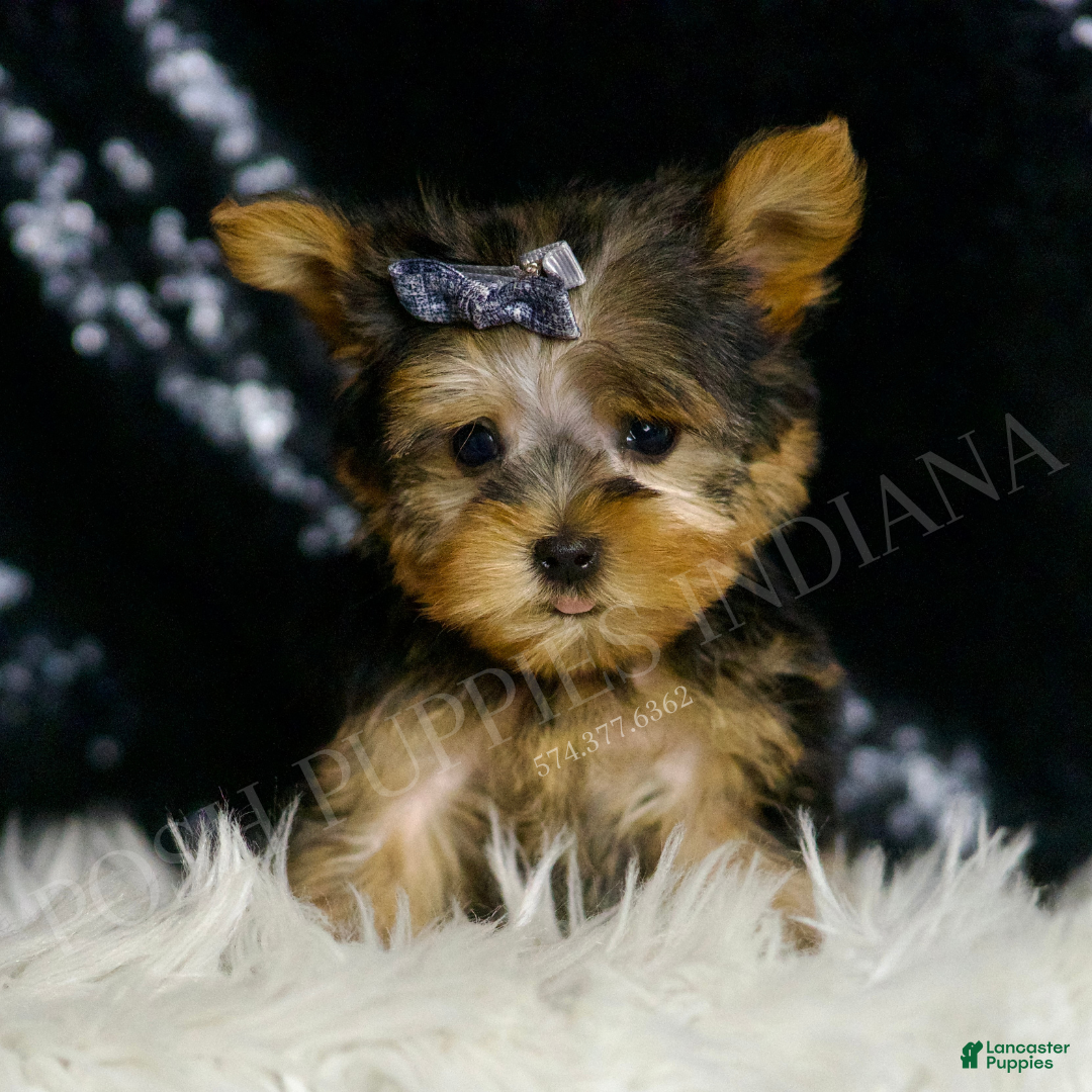 Yorkshire Terrier dogs for sale: Nemo AKC MALE - Ad 3
