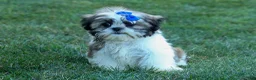 Shih Tzu dogs for sale: MILO - Ad 14