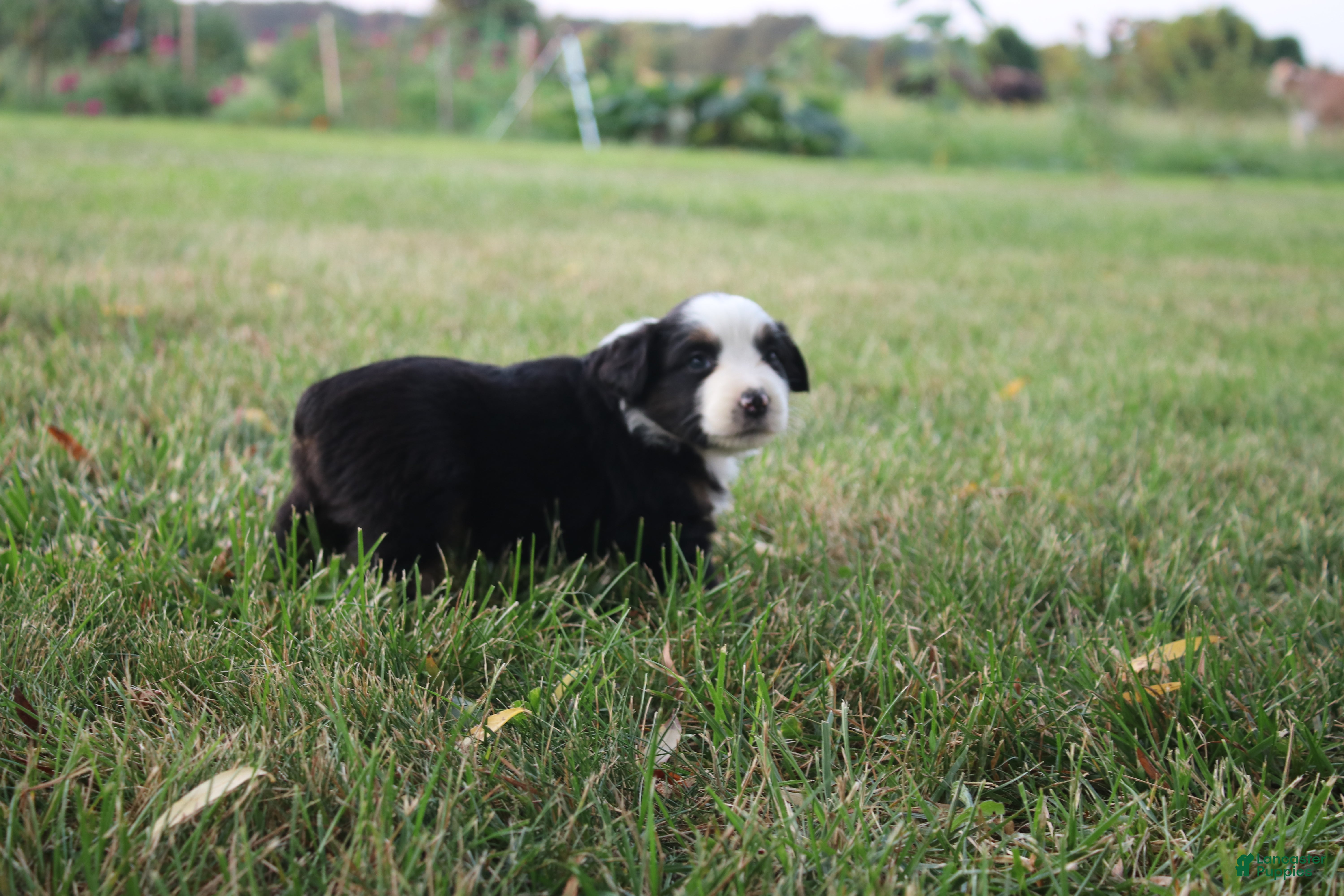 Miniature Australian Shepherd dogs Jubilee - Ad 29
