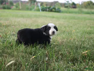 Miniature Australian Shepherd dogs Jubilee - Ad 29