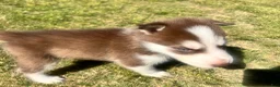 Siberian Husky dogs for sale: Diesel - Ad 7