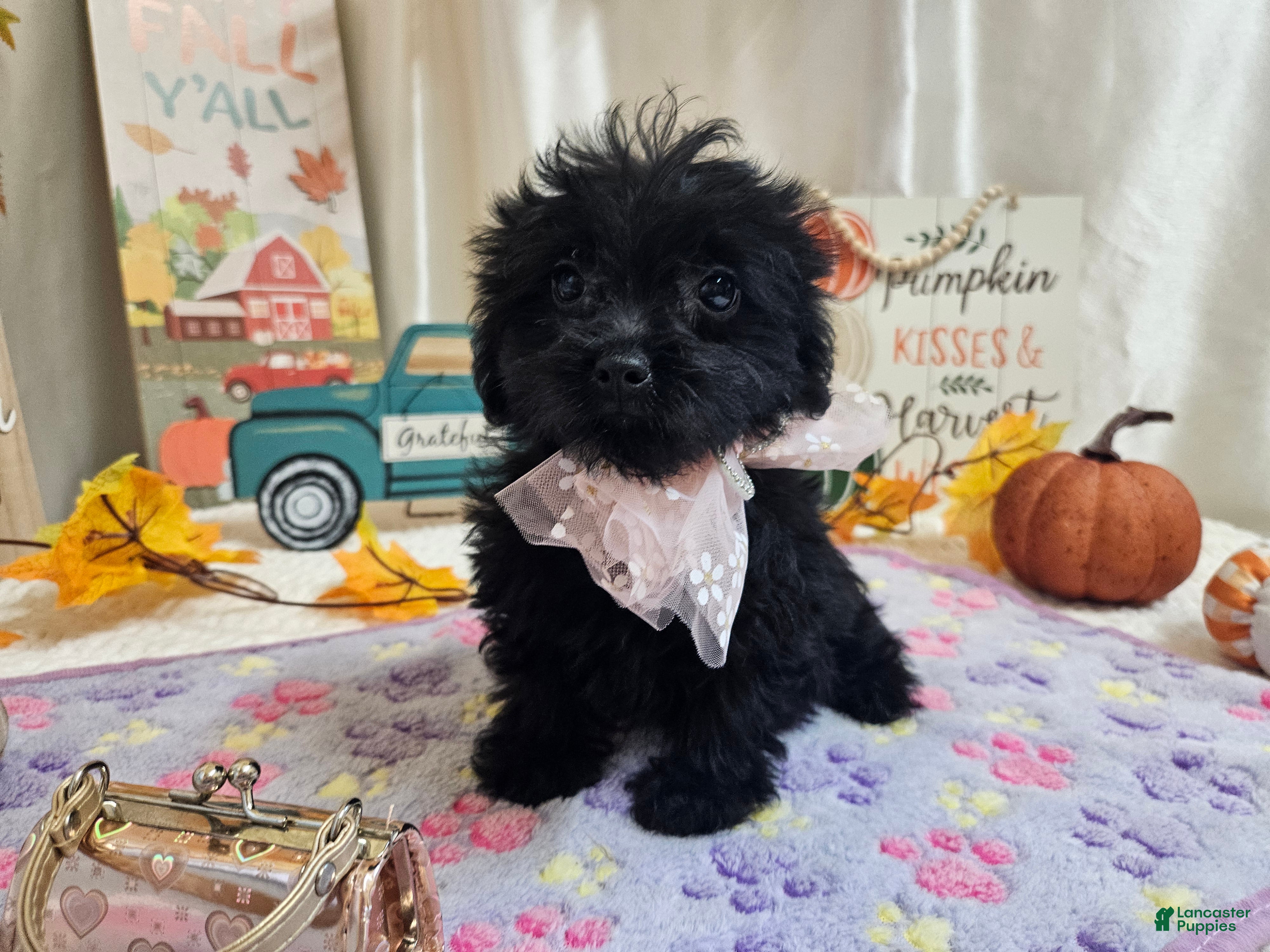 Yorkiepoo