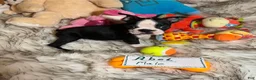Boston Terrier dogs for sale:  Abel - Ad 3