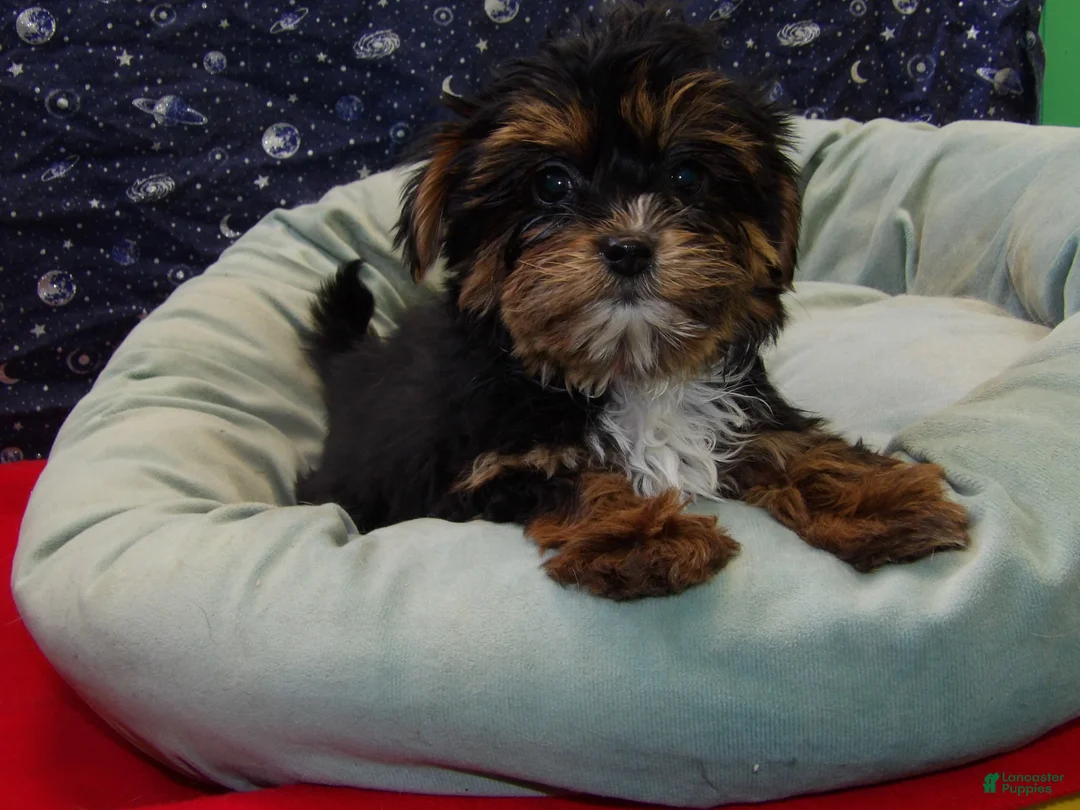 Shorkie dogs for sale: Juliet - Ad 5