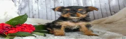 Yorkshire Terrier dogs for sale: Rory - Ad 1
