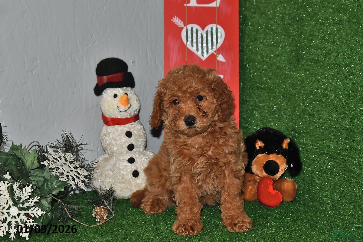 Bichpoo dogs Snuggles   - Ad 41