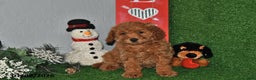 Bichpoo dogs for sale: Snuggles   - Ad 1