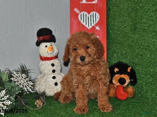 Bichpoo dogs Snuggles - Ad 41