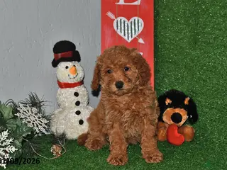 Bichpoo dogs Snuggles - Ad 22