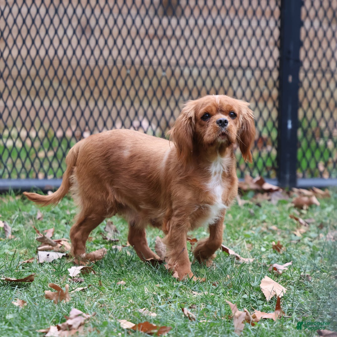 Cavalier King Charles Spaniel dogs for sale: Smartie  - Ad 11