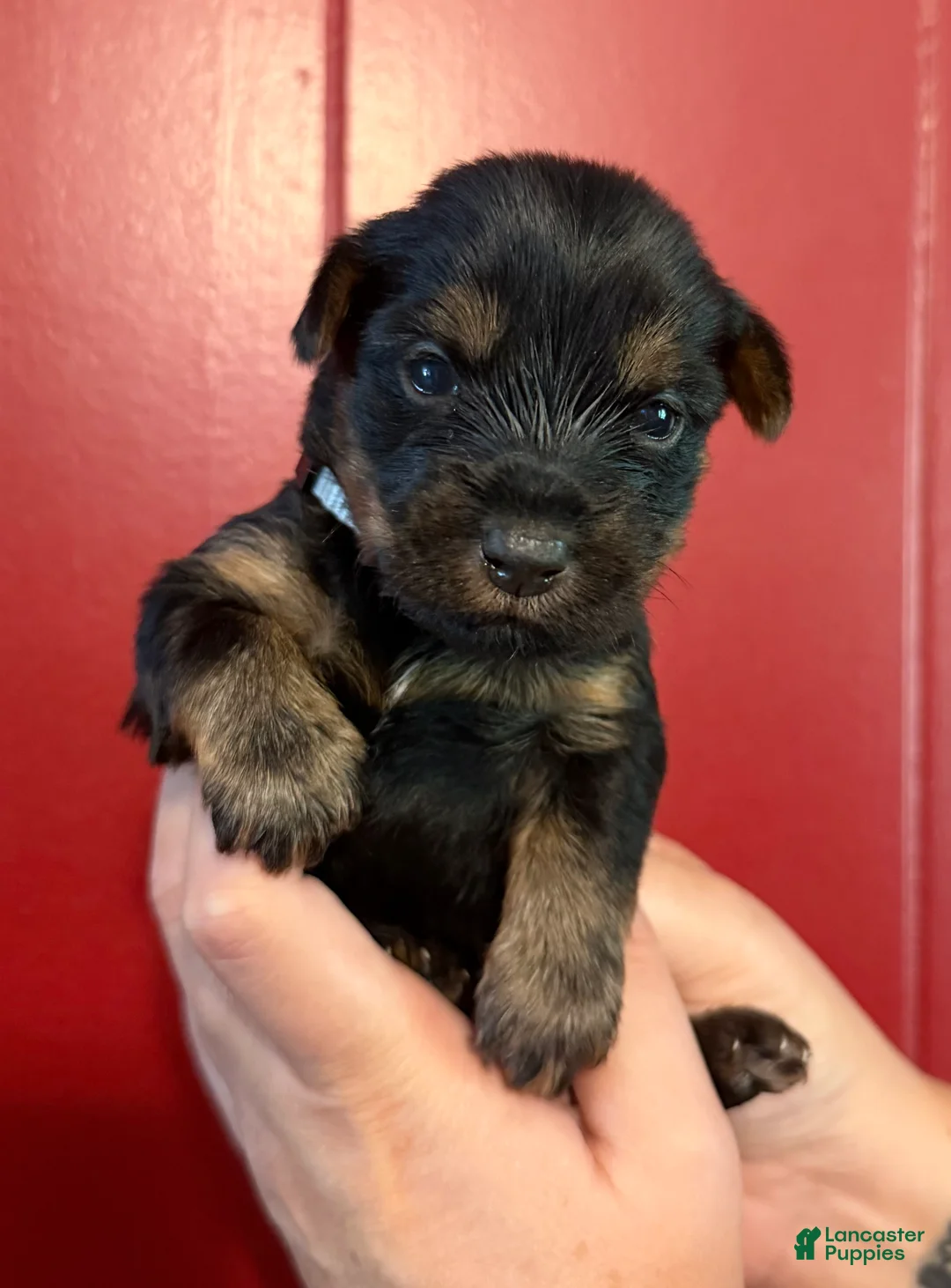Yorkshire Terrier dogs for sale: Yorkshire Terrier 2 Silver collar - Ad 2