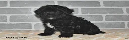 Maltipoo dogs for sale: Maggie - Ad 3